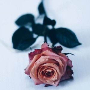 Meet your Posher, Addison